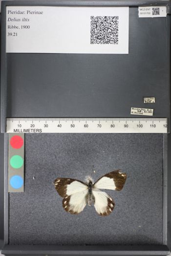 Media type: image;   Entomology 131702